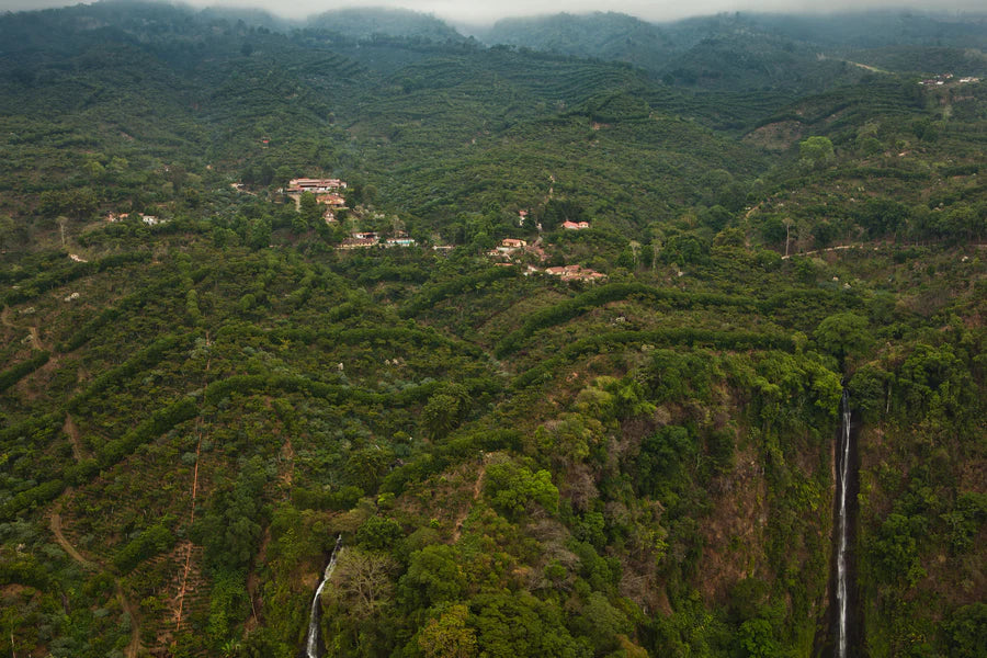 Finca Dos Marias - Guatemala - Coffee