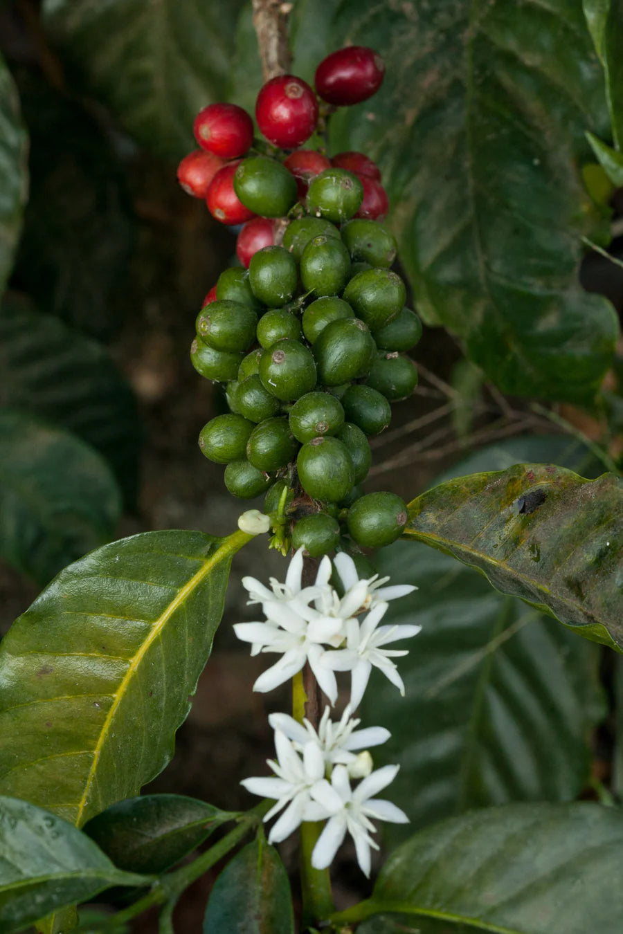 Finca Dos Marias - Guatemala - Coffee